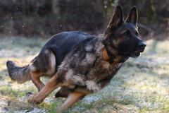 graue_schaeferhuendin_solveig_dSC_3948_solveig_01