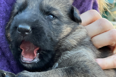 Augen offen (12 Tage ) 