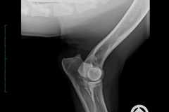 vroni_ed_links_kw25-40-01