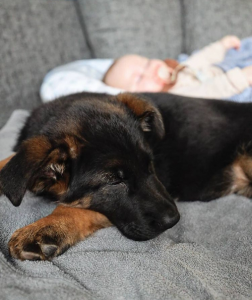 schäferhund-mit-kleinkind