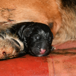 Schäferhundewelpe direkt nach der Geburt